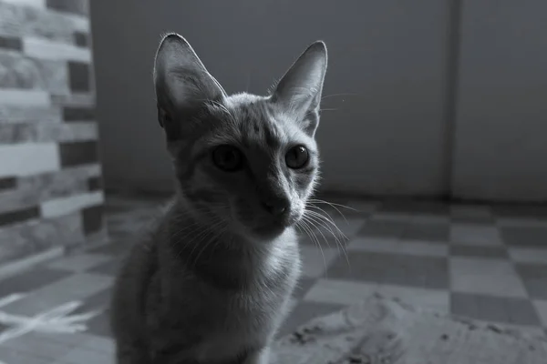 Сірий Портрет Маленької Домашньої Кішки Сидить Підлозі Розмитим Тлом — стокове фото
