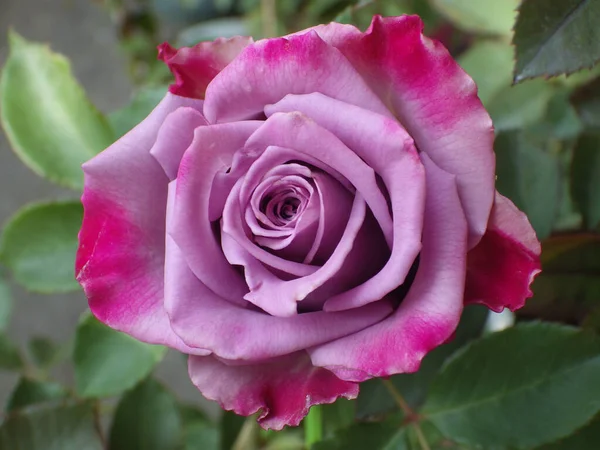 Closeup Shot Beautiful Pink Rose Garden — Stock Photo, Image