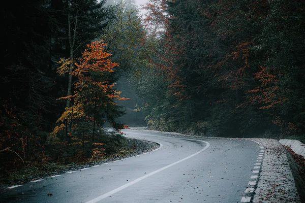 Gros Plan Une Route Arbres Colorés Dans Une Forêt Automne — Photo