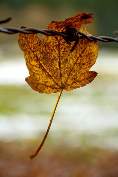 Vertical Shallow Focus Shot Autumn Leaf Spiked Barbed Wire — Stock Photo, Image