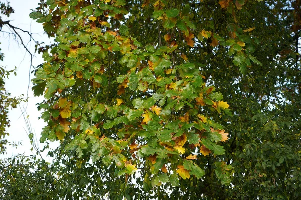 秋の日には木々の上に緑と黄色の葉の美しい景色が広がっています — ストック写真