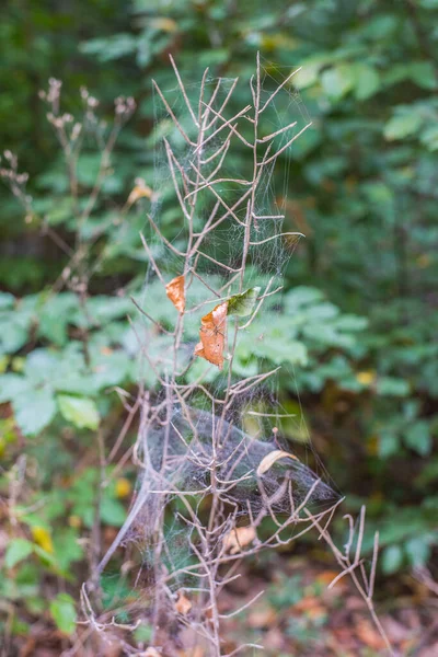 거미줄을 식물에 수직으로 선택적으로 집중시키는 — 스톡 사진
