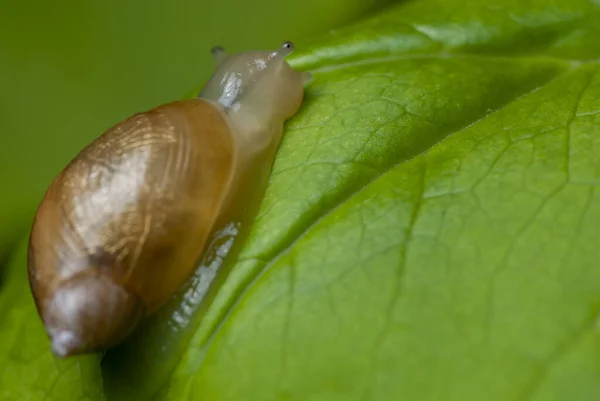 在叶子上爬行的新生蜗牛的选择性聚焦特写 — 图库照片