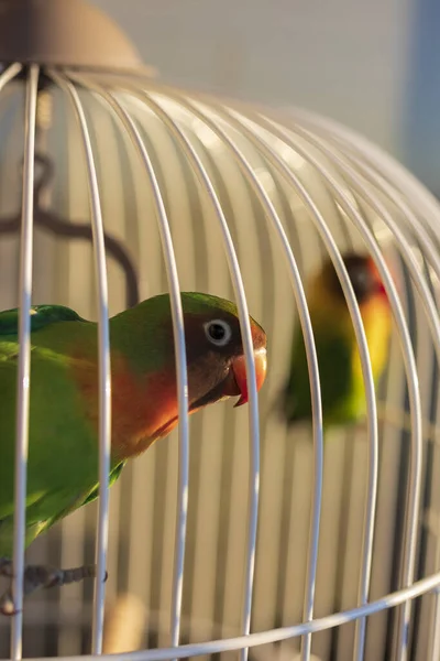一只美丽的五彩斑斓的鹦鹉坐在笼子里 阳光直射在笼子上 — 图库照片