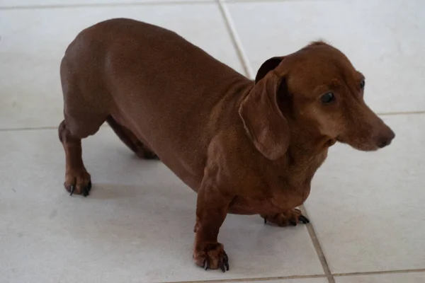 Close Dachshund Marrom Doméstico Chão — Fotografia de Stock