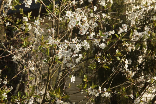 Eine Nahaufnahme Von Schönen Blühenden Kirschzweigen Mit Sonnenbeschienenen Blättern — Stockfoto