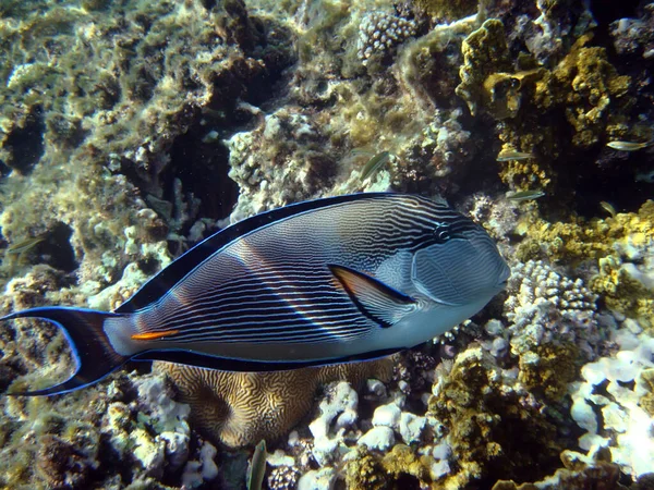 Cirurgião Peixe Mar Vermelho — Fotografia de Stock