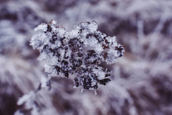 Tiro Seletivo Foco Uma Planta Nevada — Fotografia de Stock