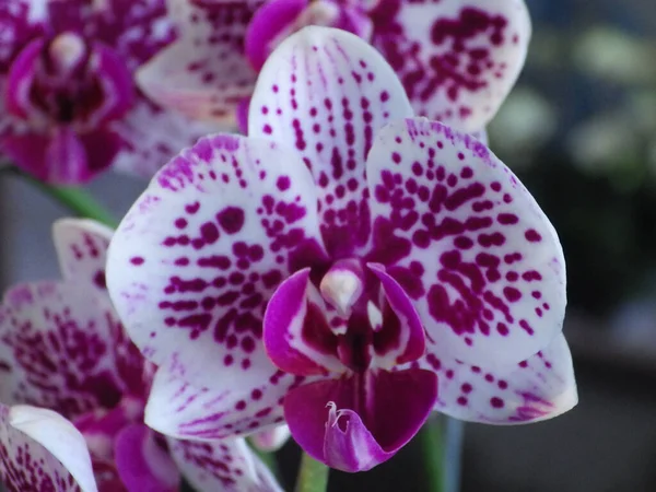 Egy Közelkép Egy Lepke Orchideáról — Stock Fotó