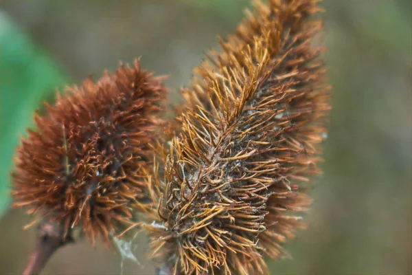 Tiro Fechado Achiote Meio Uma Floresta Dia Nublado Meio Uma — Fotografia de Stock