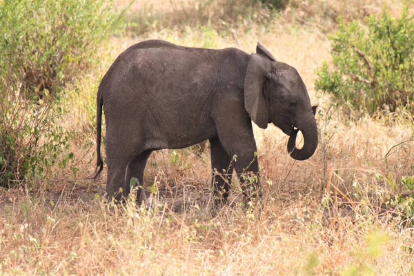 Kuru Çayırlarda Yürüyen Kahverengi Bir Fil — Stok fotoğraf