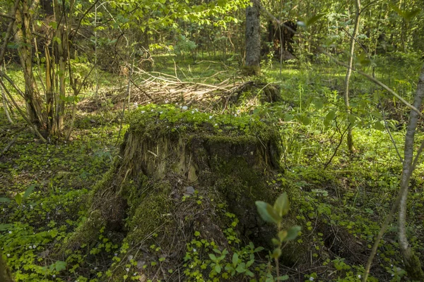 Kmen Pokáceného Stromu Pokrytý Mechem Rostoucí Trávou — Stock fotografie