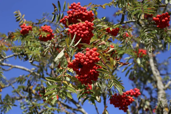 Eine Flache Aufnahme Einer Eberesche Unter Dem Sonnenlicht Und Blauem — Stockfoto