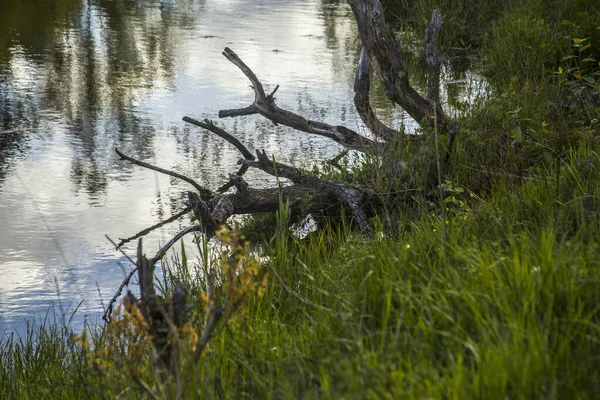 Een Gekapte Boom Stam Gevallen Door Een Grasachtige Vijver — Stockfoto