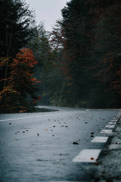 Tiro Vertical Uma Estrada Árvores Coloridas Uma Floresta Outono — Fotografia de Stock