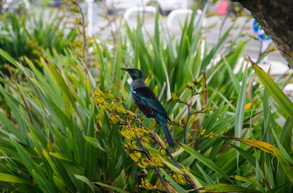 Een Close Van Majestueuze Kleurrijke Tui Vogel Die Plant Zit — Stockfoto