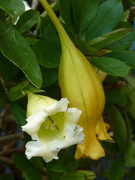 Vertical Closeup Shot Butter Cup Gold Cup — Stock Photo, Image