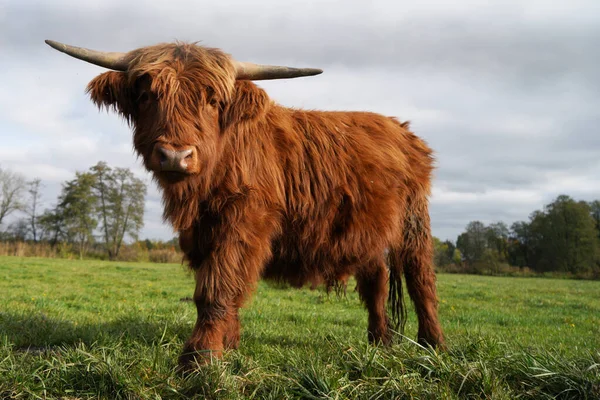 Primer Plano Una Vaca Montañesa Pie Medio Del Campo Día —  Fotos de Stock