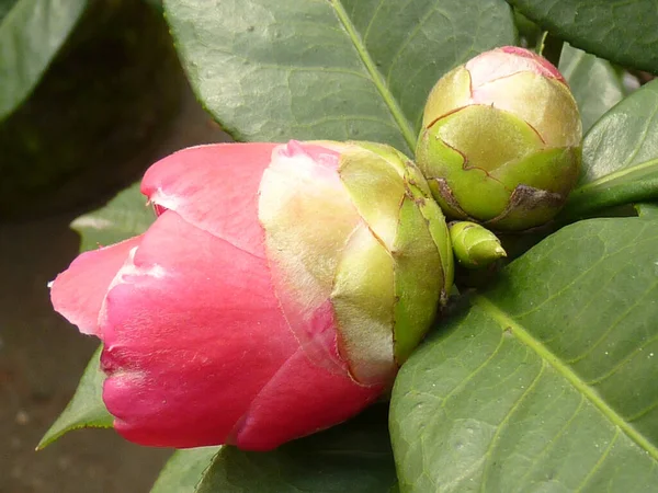 Bahçede Güzel Bir Pembe Kamelya Resmi — Stok fotoğraf