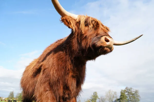 Closeup Uma Vaca Highland Que Está Meio Arquivado Dia Ensolarado — Fotografia de Stock