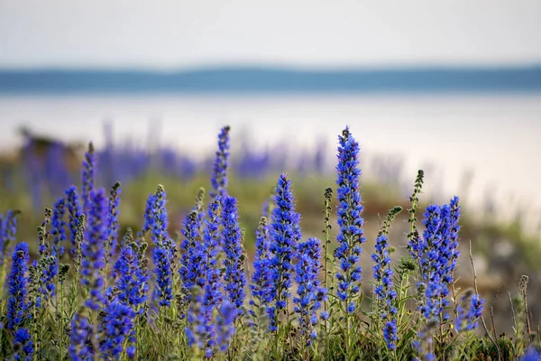 Blooming Summer Wildflowers Blueweed Echium Vulgare Coastal Landscape Int Background — Stock Photo, Image