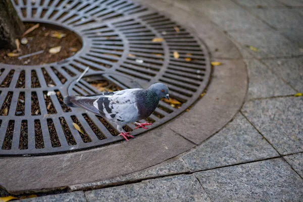 Une Colombe Marchant Dans Rue Recherche Nourriture — Photo