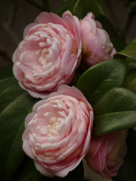 Vertikální Detailní Záběr Krásné Růžové Kamélie Zahradě — Stock fotografie