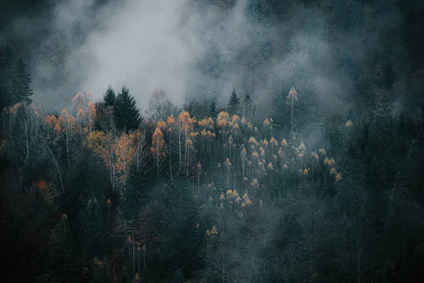 Primo Piano Alberi Colorati Una Foresta Autunnale — Foto Stock