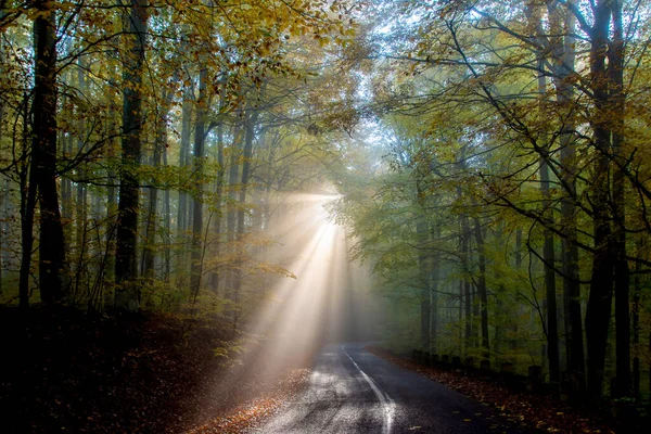 Sonnenstrahlen Durch Den Nebel Wald Auf Der Straße Herbst — Stockfoto