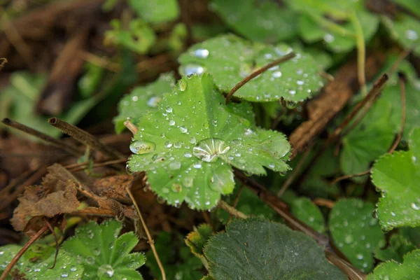 Enfoque Selectivo Rocío Hojas Verdes — Foto de Stock