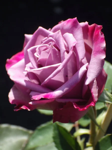 Ένα Κάθετο Κοντινό Πλάνο Του Όμορφου Ροζ Τριαντάφυλλου Στον Κήπο — Φωτογραφία Αρχείου