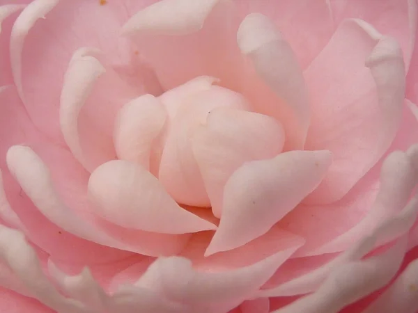Closeup Shot Beautiful Pink Camellia Garden — Stock Photo, Image