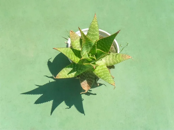 Vue Aérienne Une Aloe Vera Une Plante Épineuse Vivace Feuilles — Photo