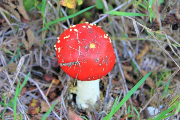 森の中の赤いキノコのクローズアップ — ストック写真