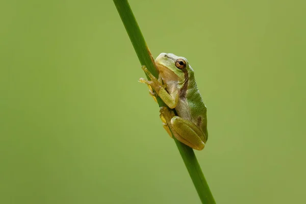 유럽산 개구리의 모습이 흐릿하게 뒤덮여 — 스톡 사진