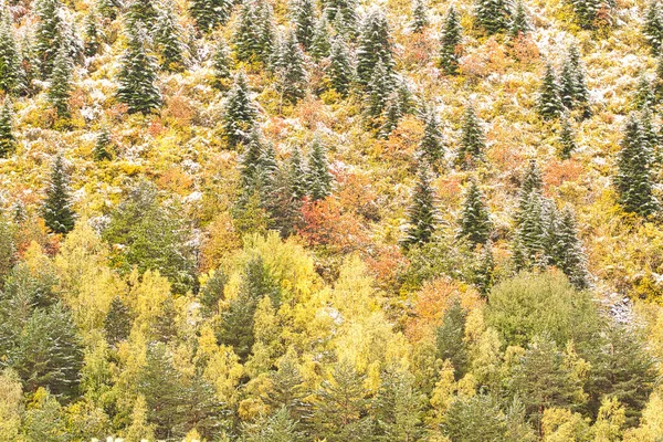 Herbstliche Farbpalette Mit Einem Verschneiten Wald Den Pyrenäen Von Aran — Stockfoto