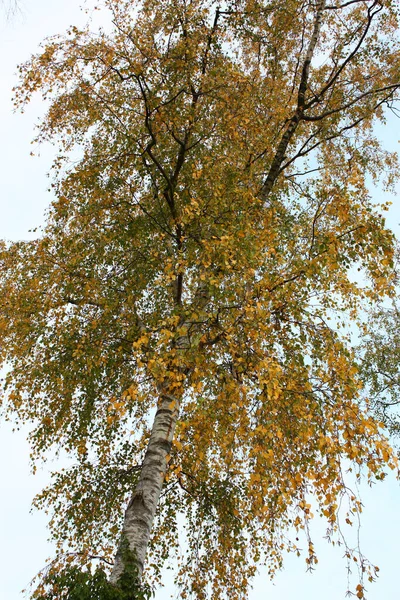 Svislý Záběr Tenké Břízy Dne — Stock fotografie