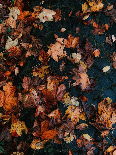 Снимок Осенних Листьев Наземном Тротуаре — стоковое фото