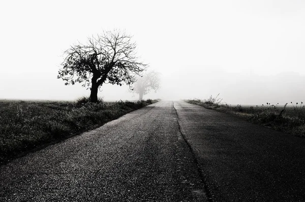 Graustufenaufnahme Eines Einsamen Baumes Neben Der Straße Einem Nebligen Tag — Stockfoto