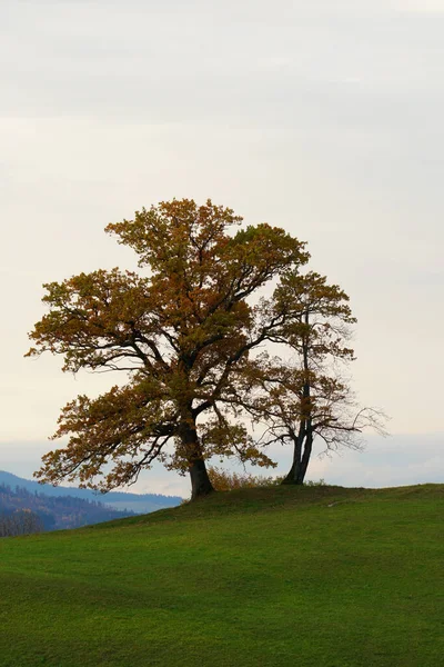 Una Hermosa Vista Solo Árbol Grande Los Alpes Allgaeu Durante — Foto de Stock