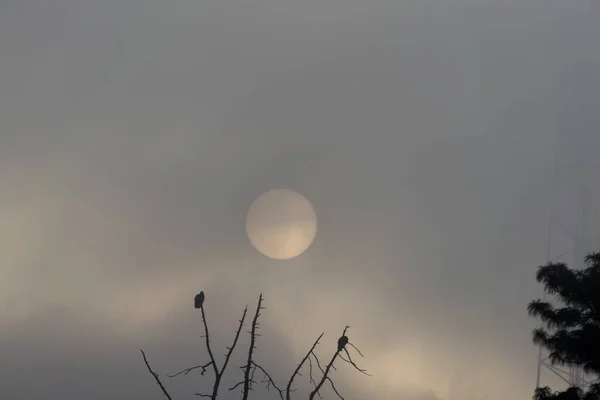 Amanecer Guatemala Árbol Con Buitres Despegando Sol Niebla —  Fotos de Stock