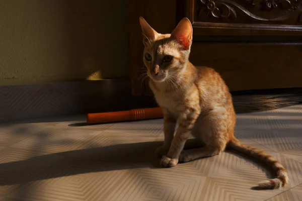 明かりの下で床に座っている国産の生姜猫の肖像画 — ストック写真