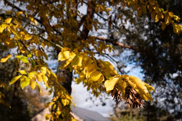 Κοντινό Πλάνο Από Χρυσά Φύλλα Φθινόπωρο Γαλλική Ύπαιθρο — Φωτογραφία Αρχείου