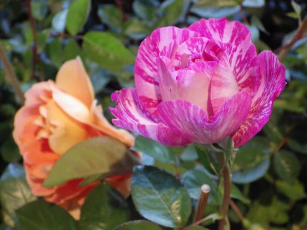 Zbliżenie Strzał Pięknej Różowej Róży Ogrodzie — Zdjęcie stockowe