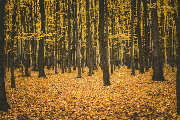 Gros Plan Arbres Dans Une Forêt Automne — Photo