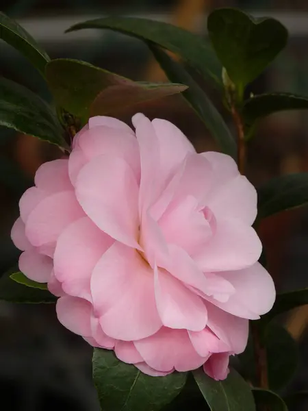 Een Close Van Mooie Roze Camellia Tuin — Stockfoto