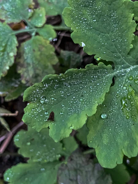 Yağmurdan Sonra Islak Bitki Yaprağının Dikey Yakın Çekimi — Stok fotoğraf