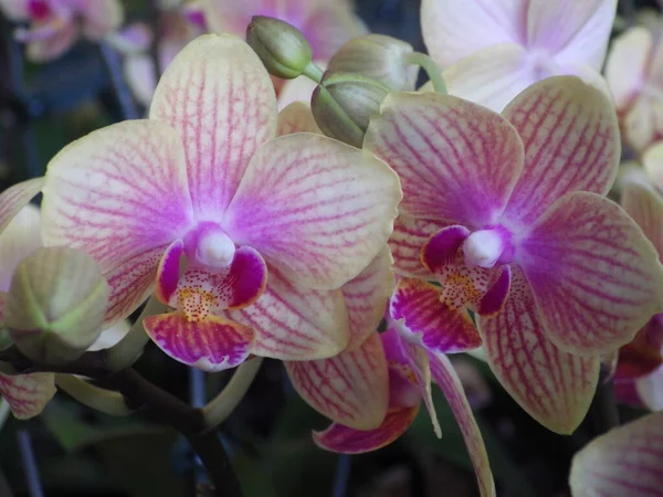 Крупный План Орхидеи Мотылька — стоковое фото