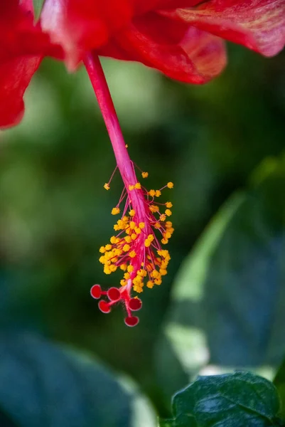 Vertikal Selektiv Fokusbild Rosa Blommande Blomma — Stockfoto