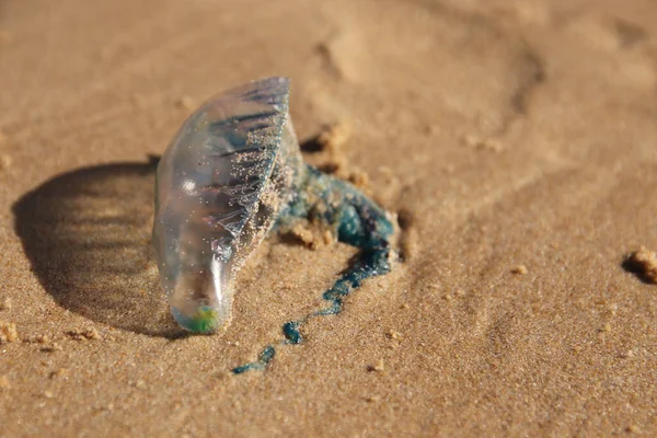 ビーチの近くの砂の上に横たわる透明な死んだクラゲの閉鎖 — ストック写真